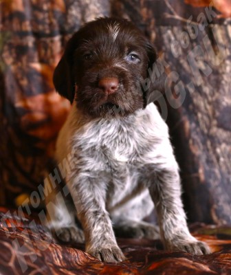 Щенок дратхаар